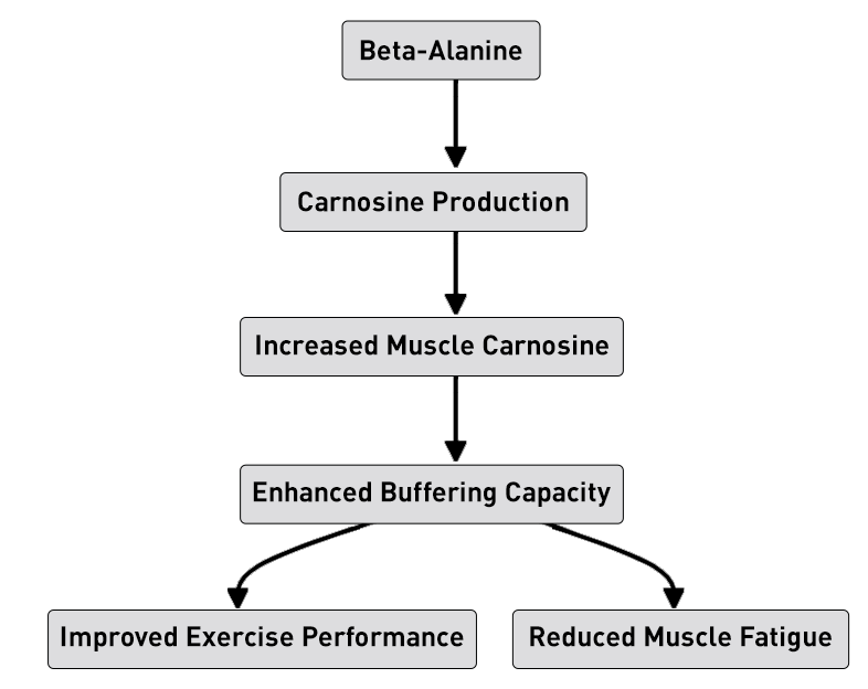 Conclusion Now Sports Beta Alanine